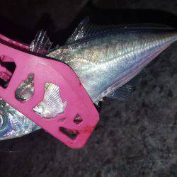 アジングにて！