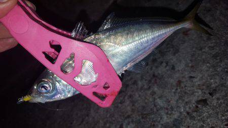 アジングにて！