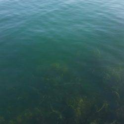 紀北でアオリイカ