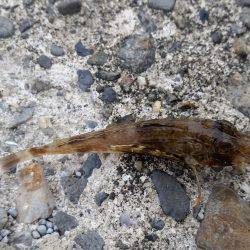 キス！乗りません。