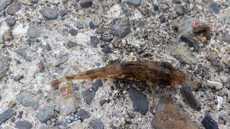 キス！乗りません。