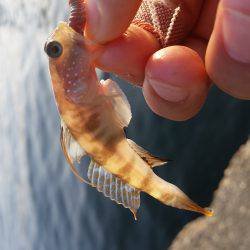 エサとりが多すぎて、、、