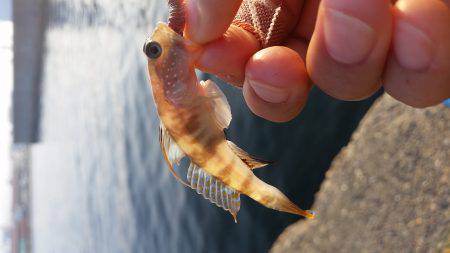 エサとりが多すぎて、、、