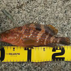 メバル２４ｃｍ　アコウ２４ｃｍ