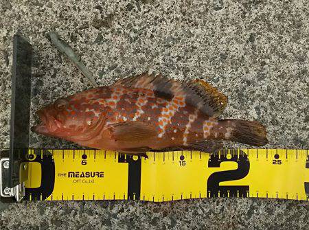 メバル２４ｃｍ　アコウ２４ｃｍ