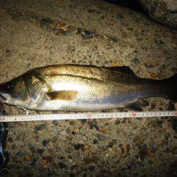 バチパターンまだイケる