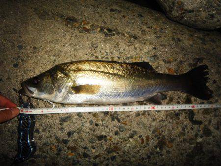 バチパターンまだイケる