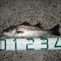 バチ抜けそろそろ終板？