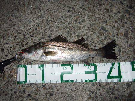 バチ抜けそろそろ終板？