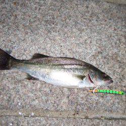 今期の初バチ抜けシーバス