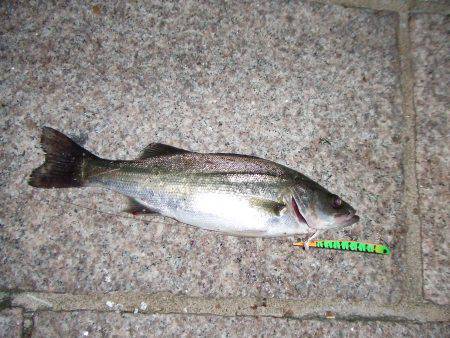 今期の初バチ抜けシーバス