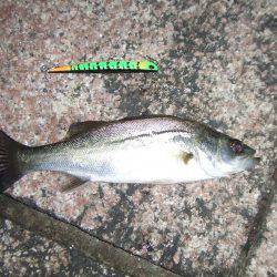 バチ抜けシーバス 針の検証