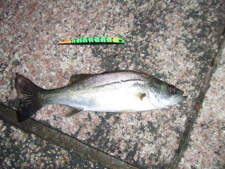 バチ抜けシーバス 針の検証