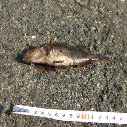 穴釣り　赤潮で不調