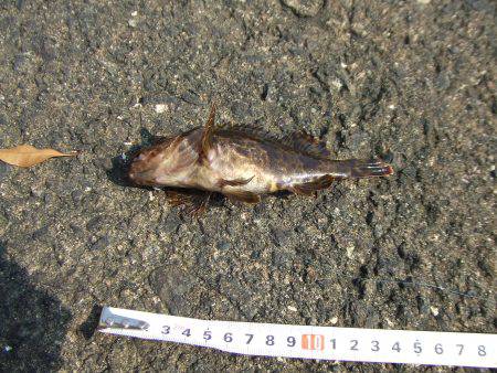 穴釣り　赤潮で不調