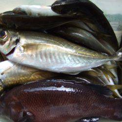 キス釣れました。