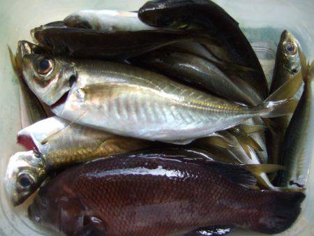 キス釣れました。