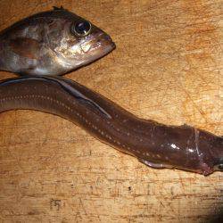 今日は厳かった。