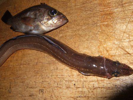 今日は厳かった。