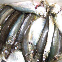 父とキス＆アジ