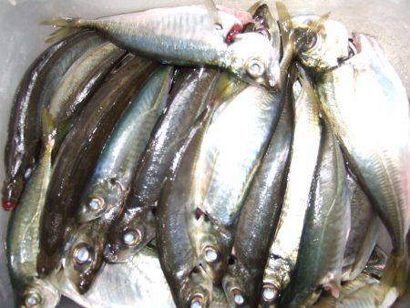 父とキス＆アジ