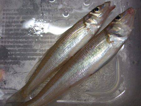 キビレ狙いでしたが。