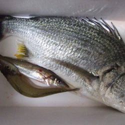 今日もキビレ狙い。