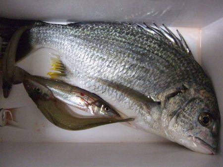 今日もキビレ狙い。