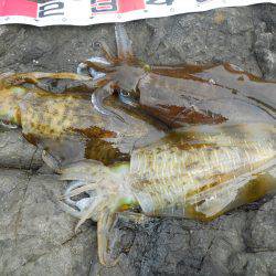 磯でヤエンのアオリイカ