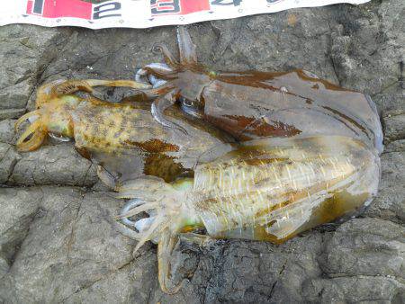 磯でヤエンのアオリイカ