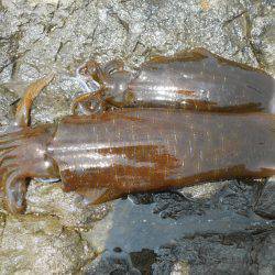 磯でアオリイカのヤエン釣り