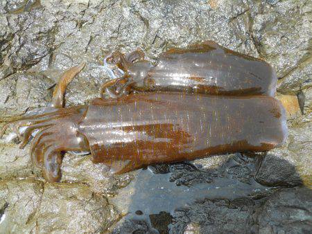 磯でアオリイカのヤエン釣り