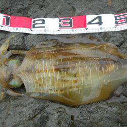 磯でヤエンのアオリイカ