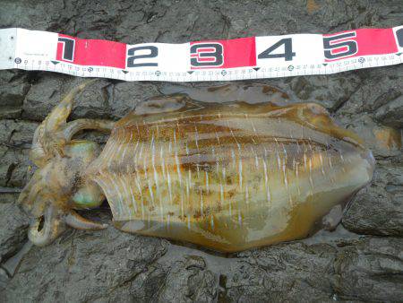 磯でヤエンのアオリイカ