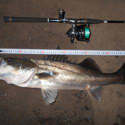 バチのサイズは小さい。