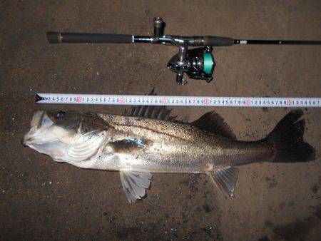 バチのサイズは小さい。