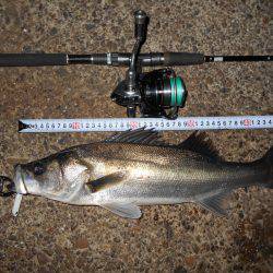 バチパターン♪