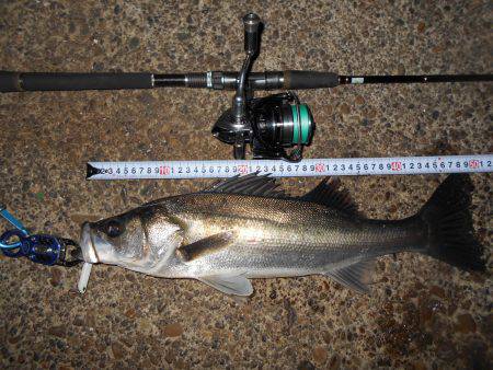 バチパターン♪