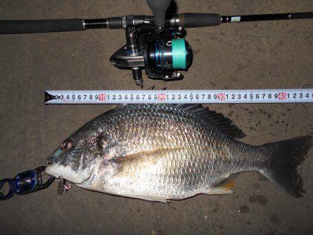 少々渋めのバチパターン。