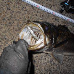 バチパターンでは不発。