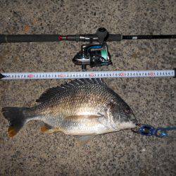 テクトロで良型のチヌとキビレがヒット♪。