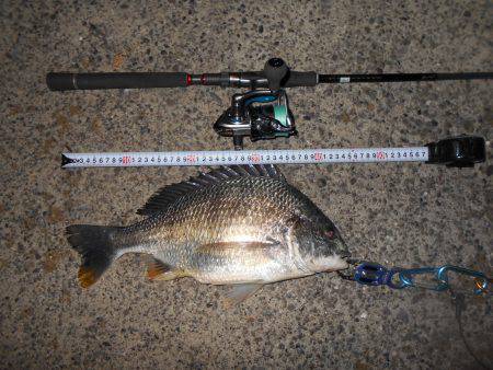 テクトロで良型のチヌとキビレがヒット♪。