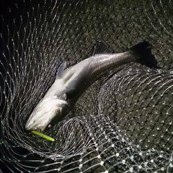 バチ抜けといえども…