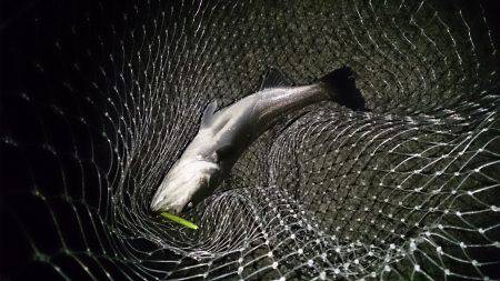 バチ抜けといえども…