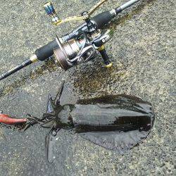 これぞ春烏賊200G！！！