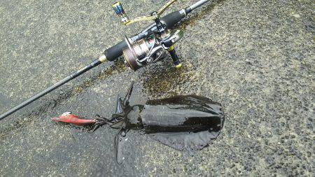 これぞ春烏賊200G！！！