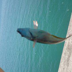 ﾏｯﾀﾘ釣り。