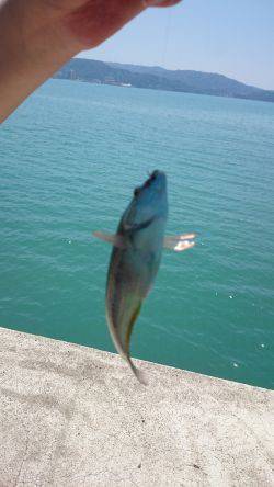 ﾏｯﾀﾘ釣り。