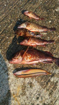 ベラ×1 カサゴ ×5