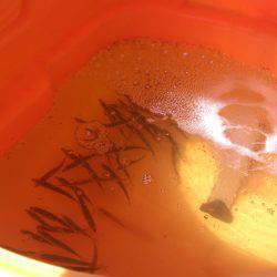 食コン、早朝サビキに挑む！